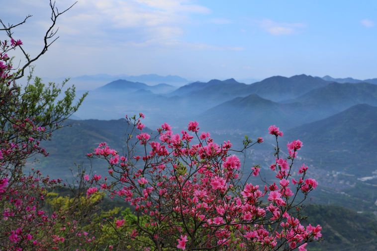 金峨山杜鹃林