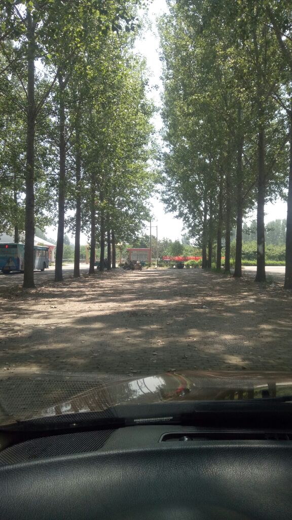 怎么去,怎么走):  山东省德州市夏津县苏留庄镇夏津黄河故道森林公园