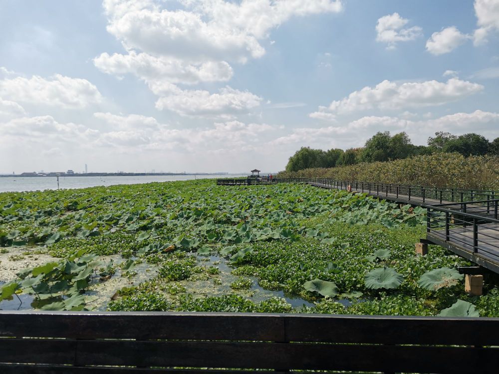 怎么走):  苏州市相城区阳澄湖镇莲花村西洋村相石路27号莲花岛内