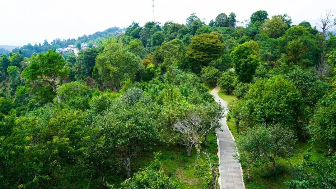 贺开古茶园_西双版纳傣族自治州_百度地图