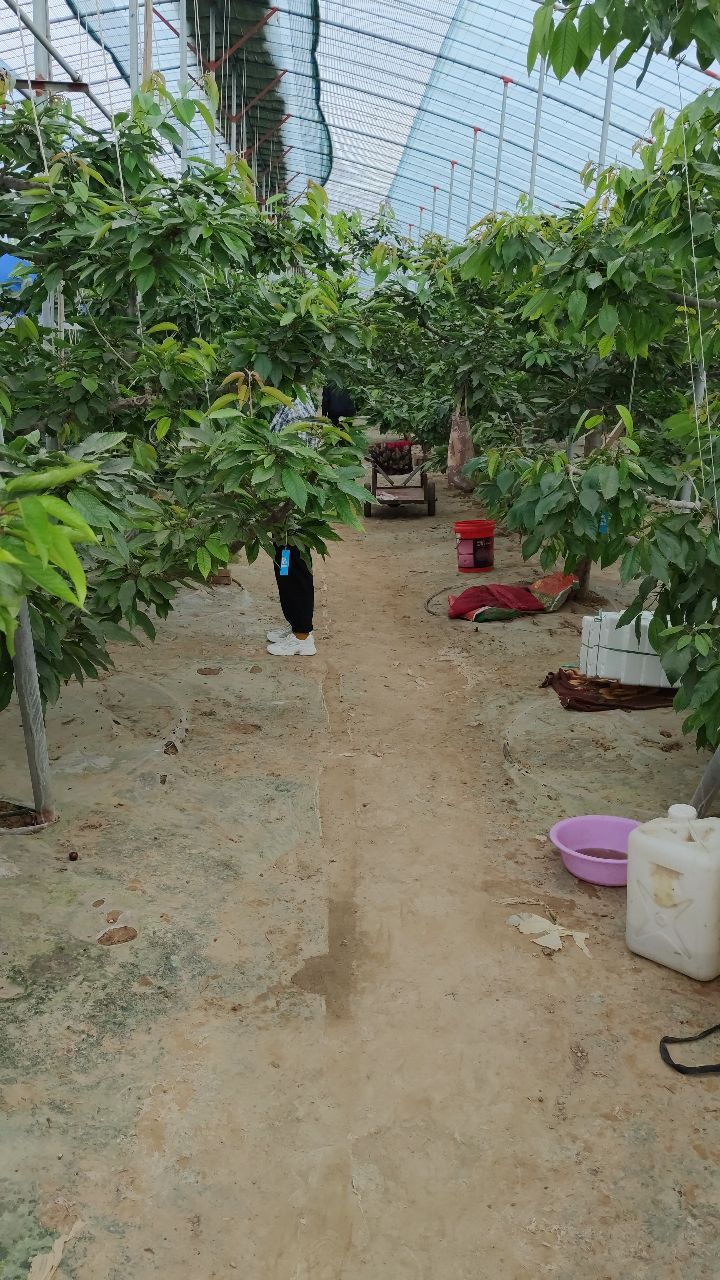 地址(位置,怎么去,怎么走):  山东省聊城市东昌府区s242辅路