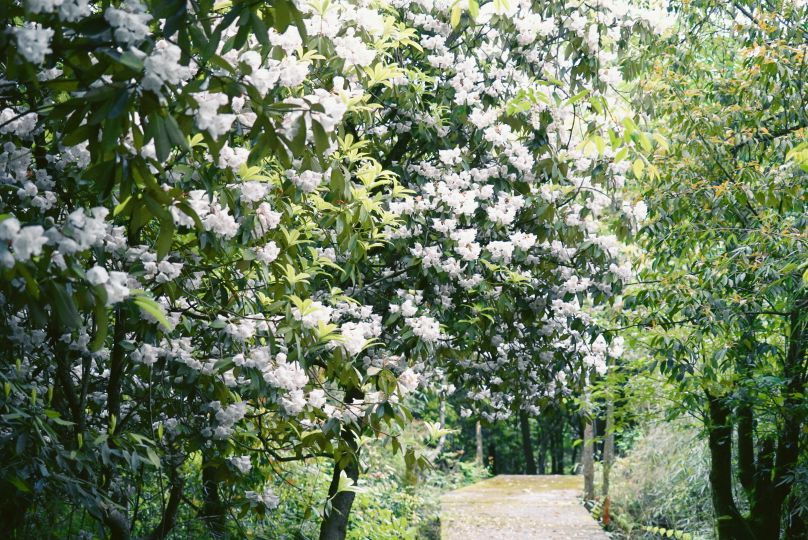 金凤山云端步道                     地址:茶园村14组