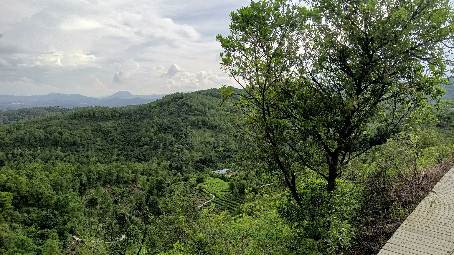 古劳茶山生态茶园