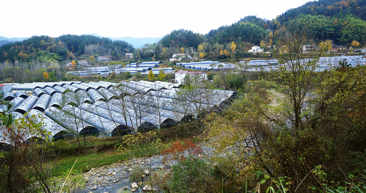 安徽省霍山县太平畈乡太平村水口湾