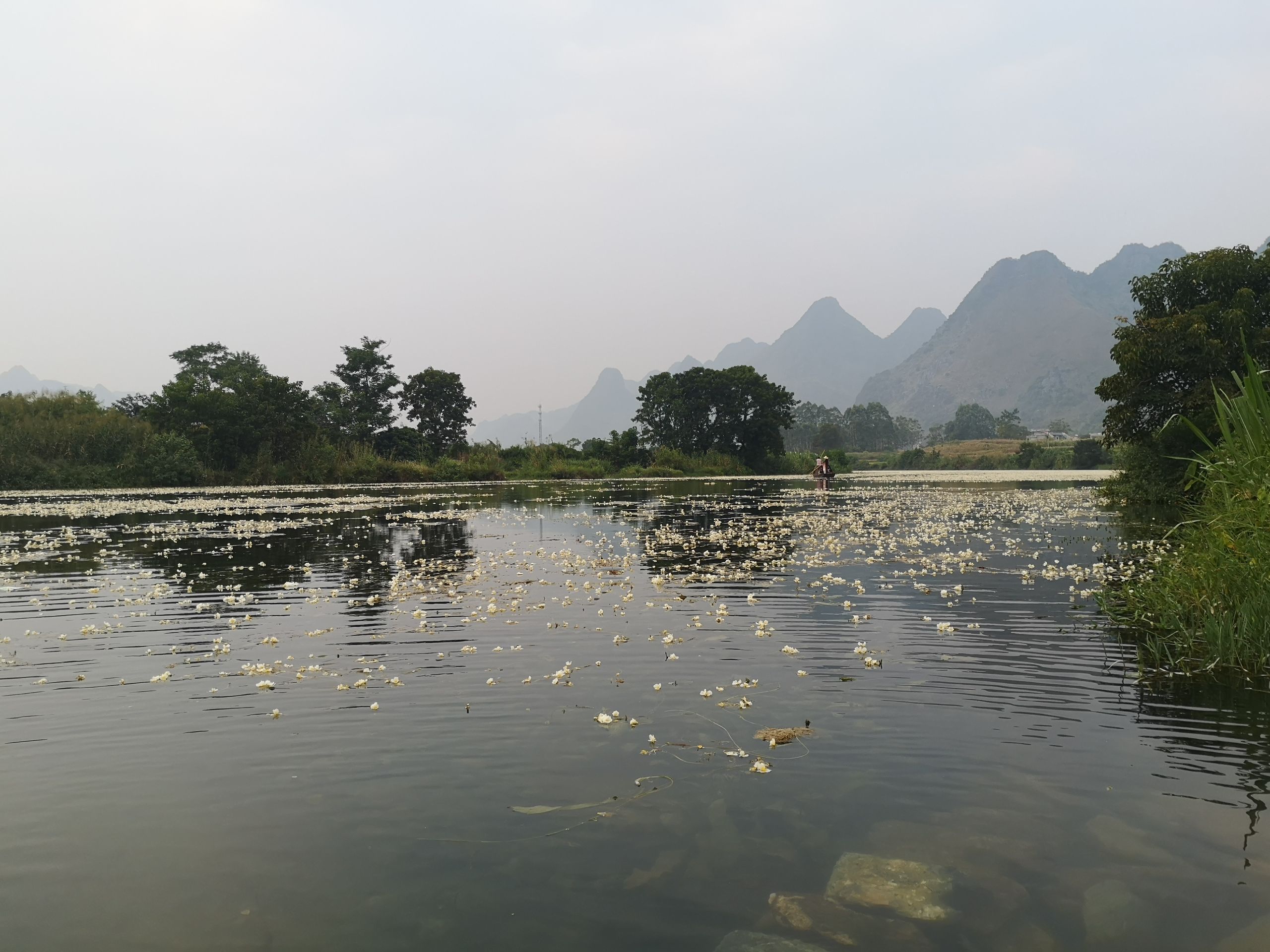 广西都安澄江国家湿地公园海菜花观赏基地