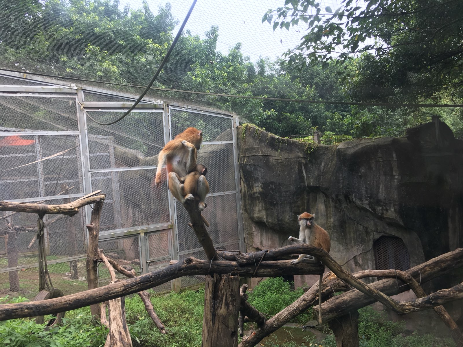 几点开门,什么时候关门,什么时候开门): 查看重庆动物园-东1附近的