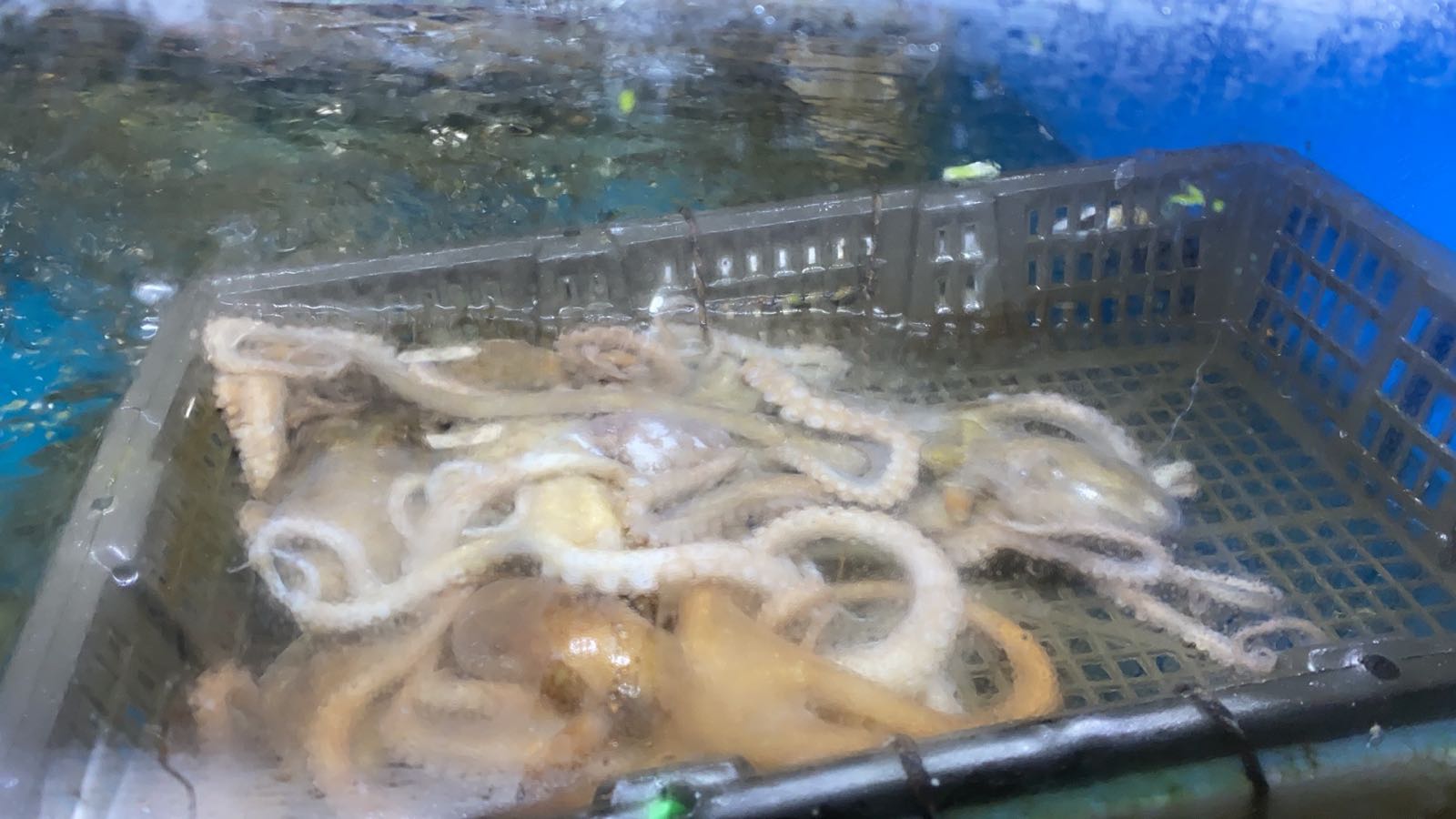 黄石港区旺洪海鲜码头