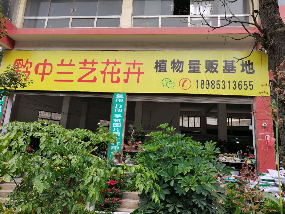 黔中兰艺花卉