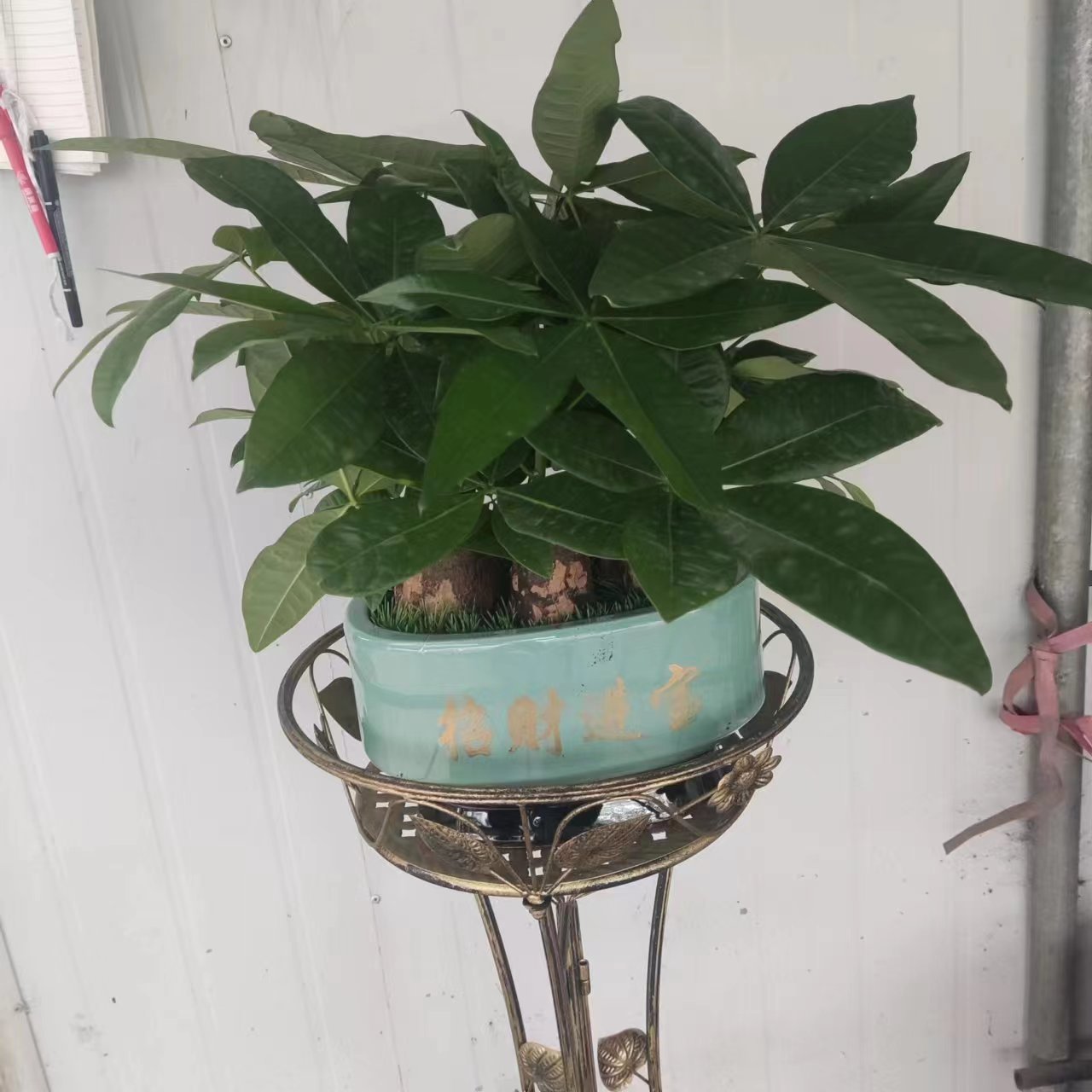 花东琦琦绿萝种植场