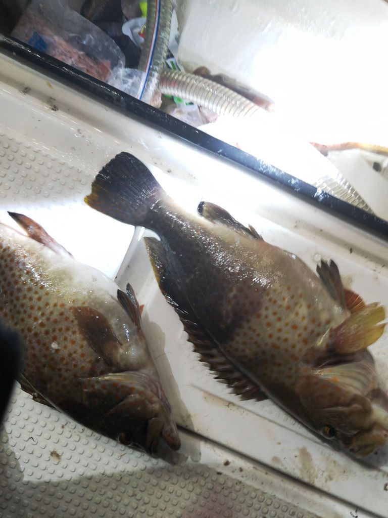 海钓俱乐部