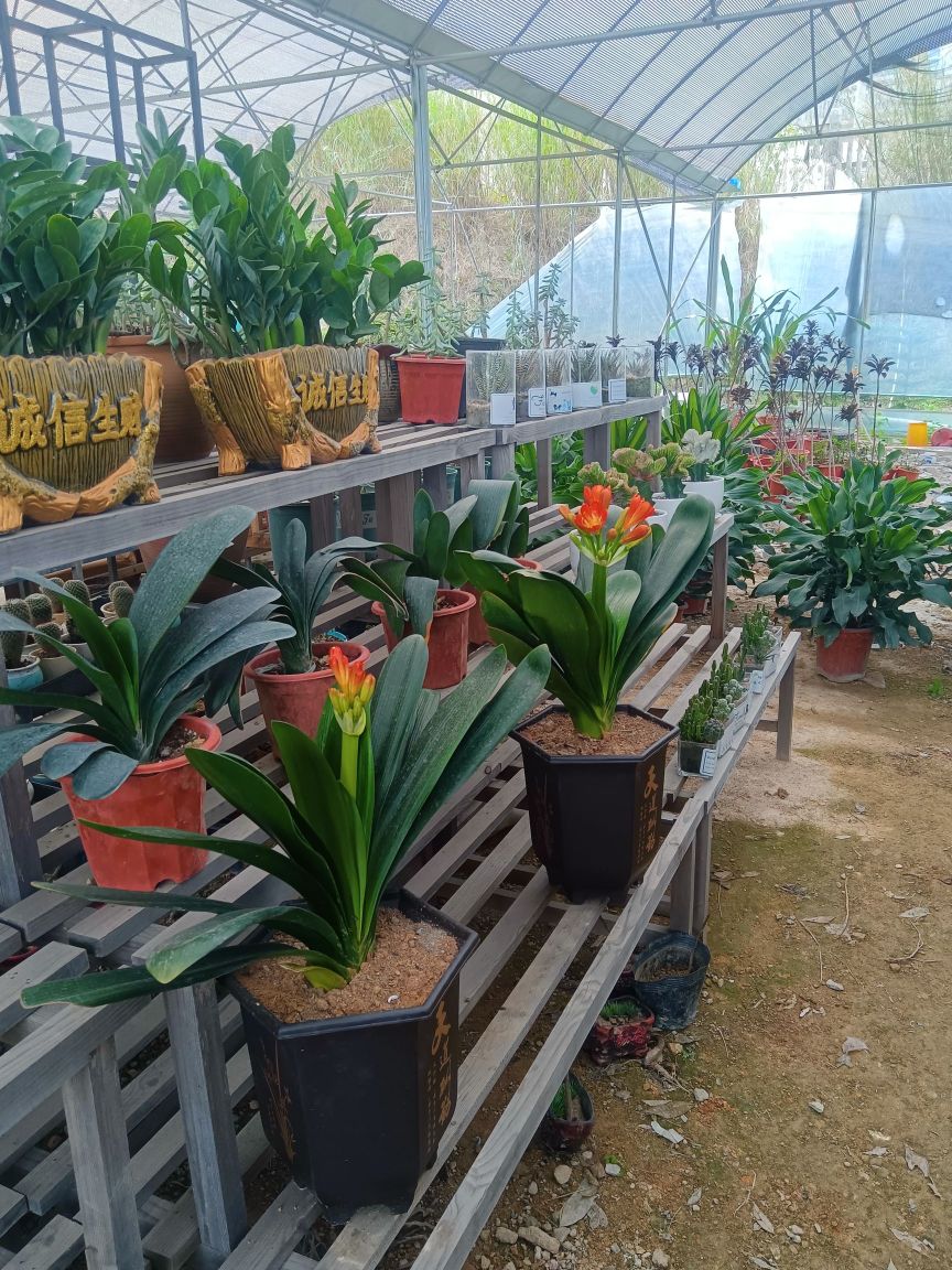 防城港市港口区帅臻鲜花店