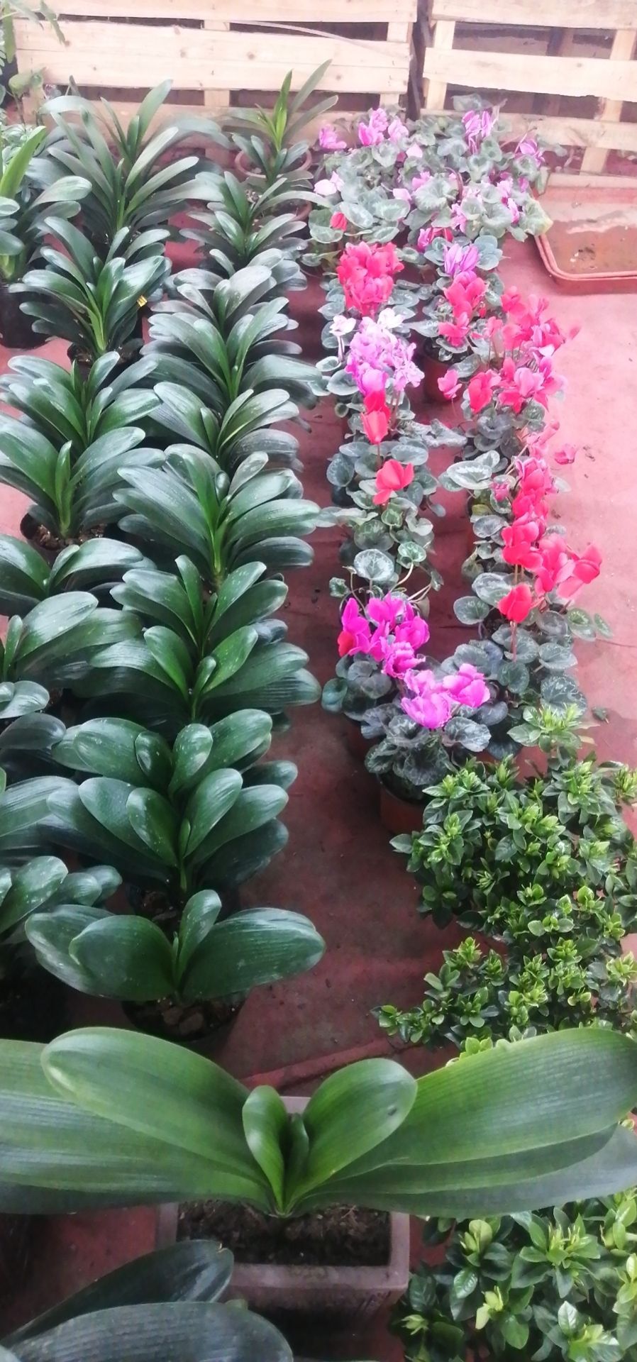 永亮花卉