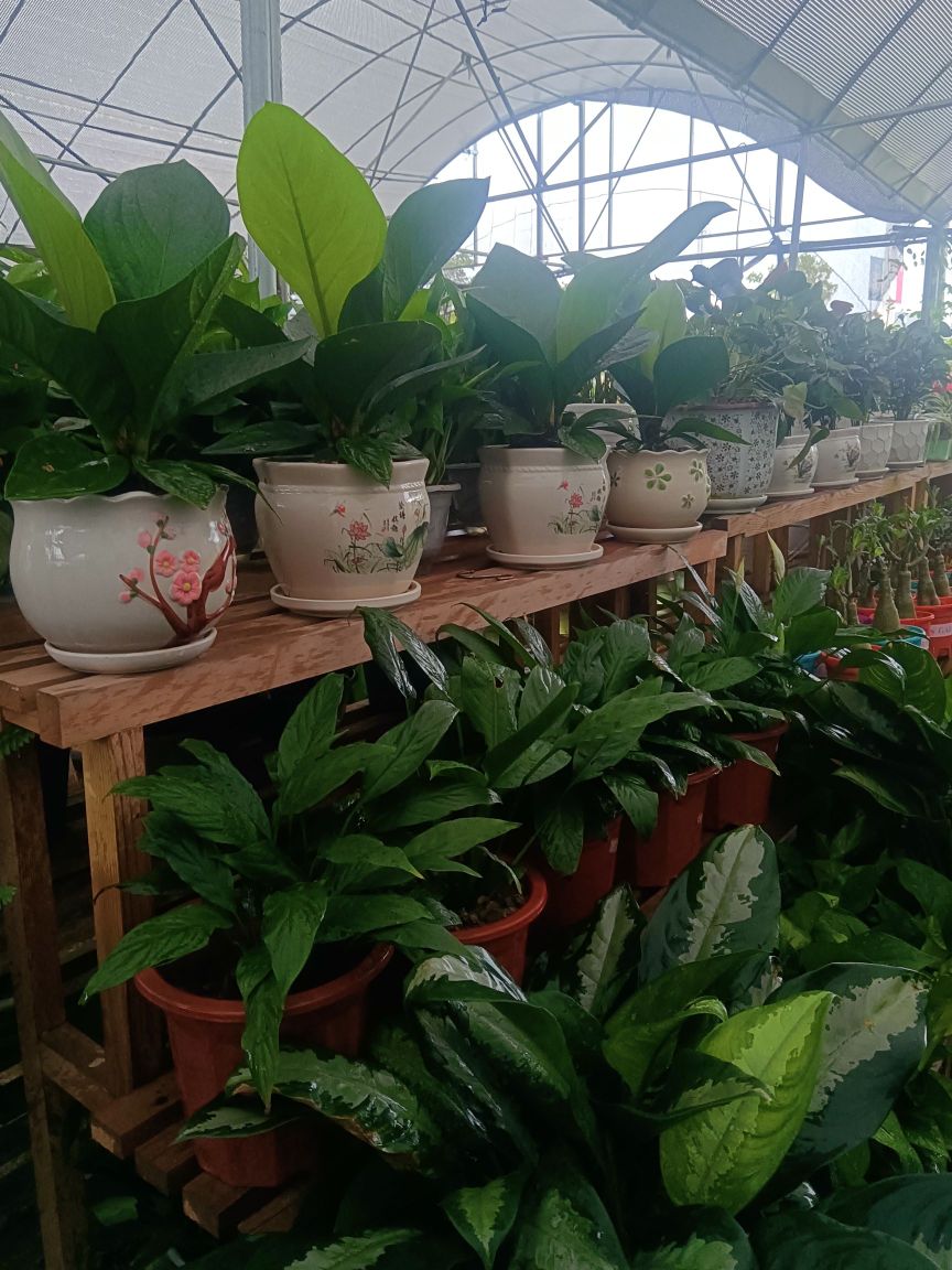 防城港市港口区帅臻鲜花店