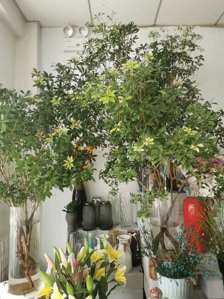花序鲜花