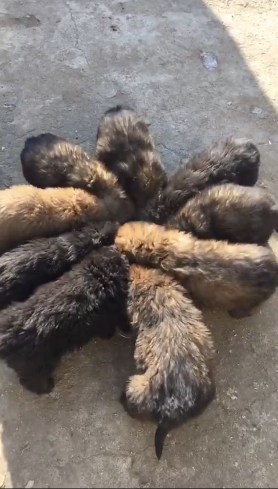 铁岭天意獒园养殖基地