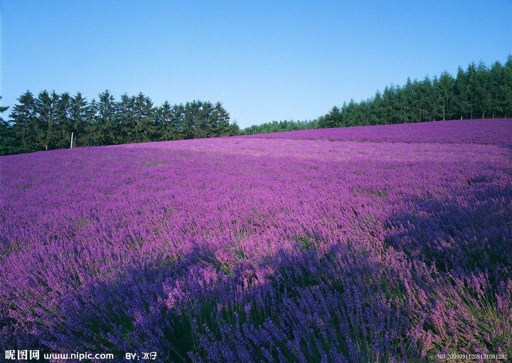 百花果