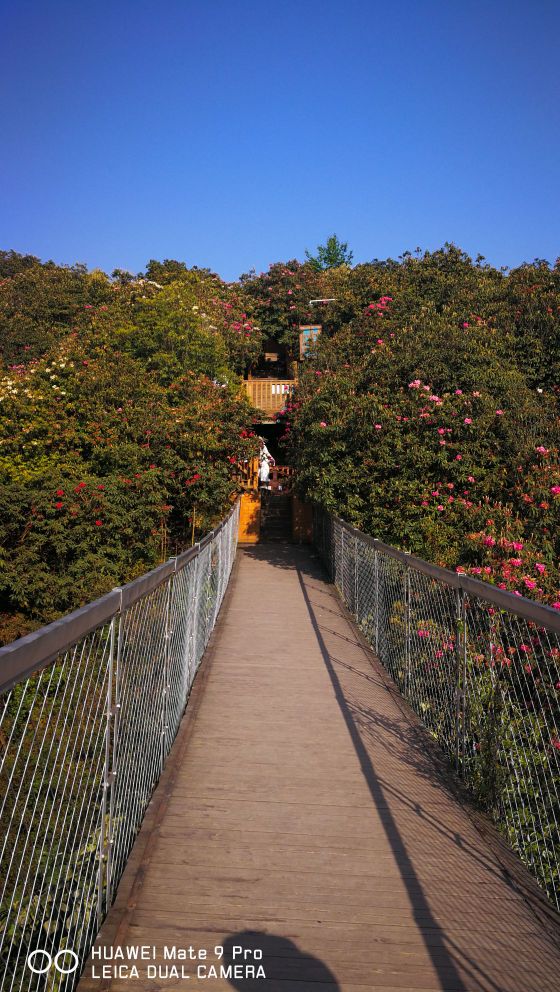 中国百里杜鹃风景明胜区-索玛花桥