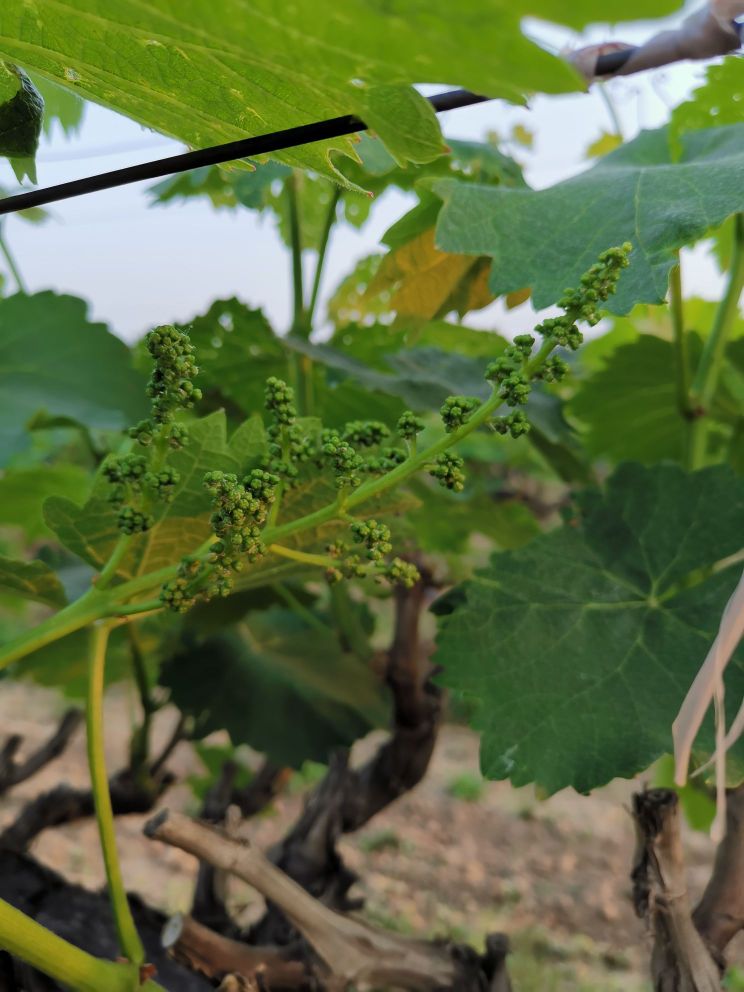 双洎河湾生态园