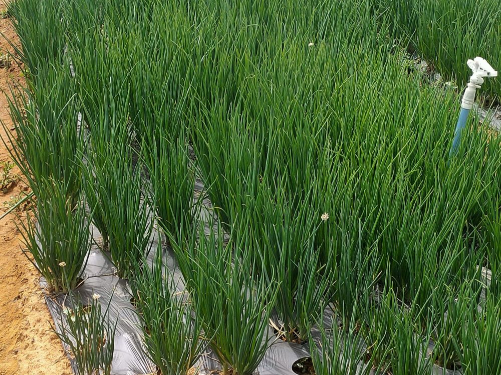 刘氏香葱种植基地