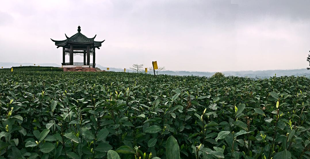 纳溪梅岭茶山公园图片