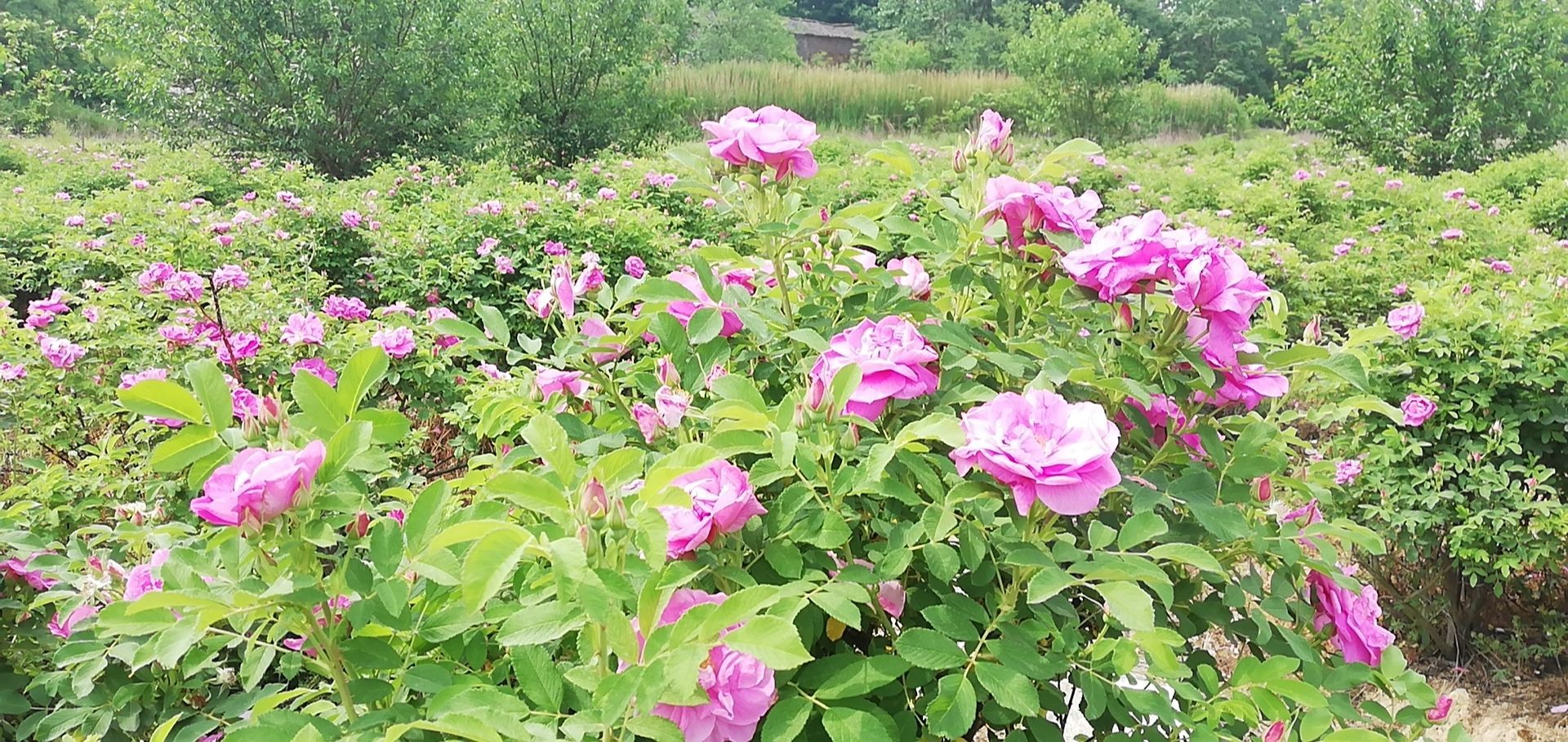 湖北省随州市曾都区何店镇花湾村