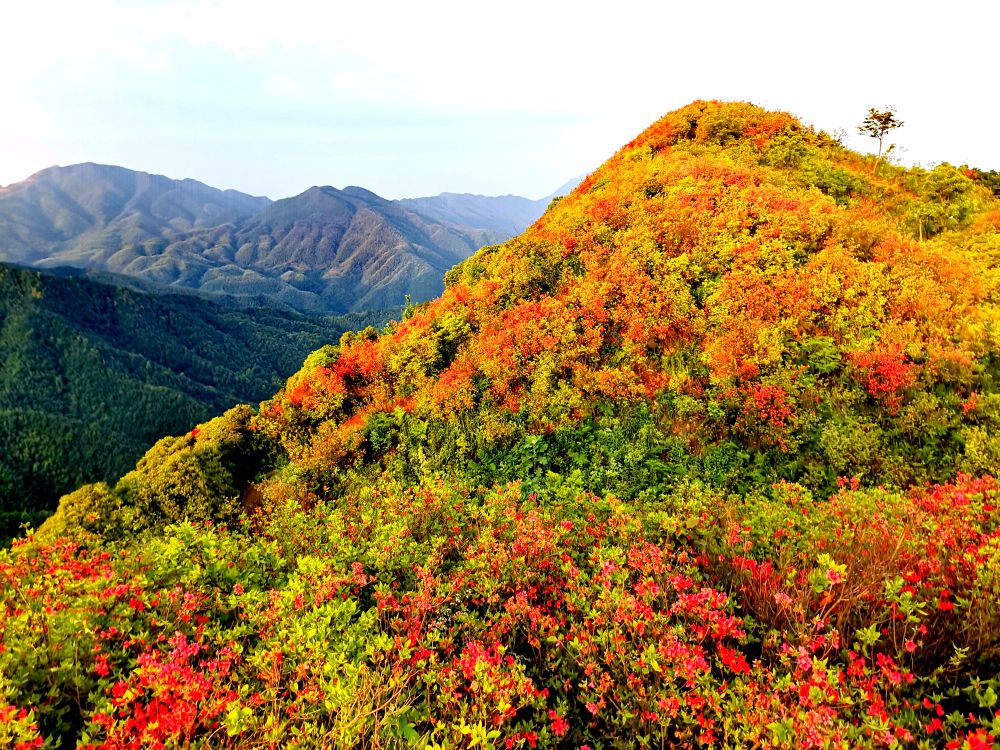 广寒寨四八门映山红景区