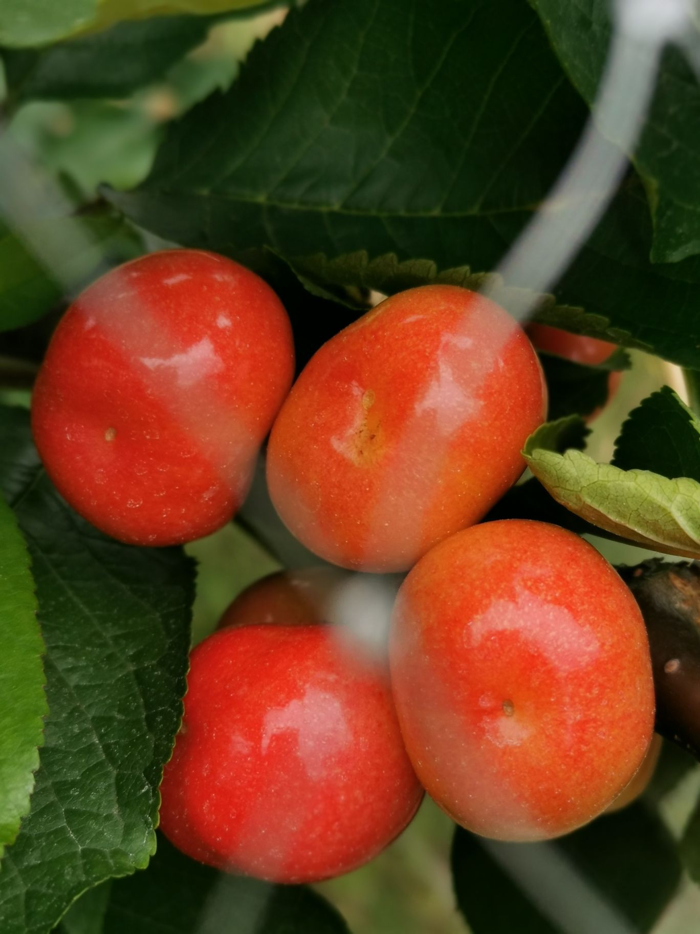 阳望山村五社大樱桃采摘园                     地址:诺江镇阳望山村