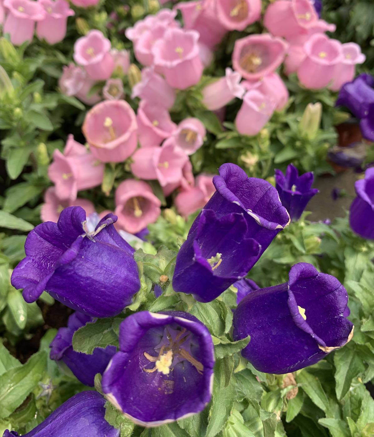 上海市王家庄花木市场