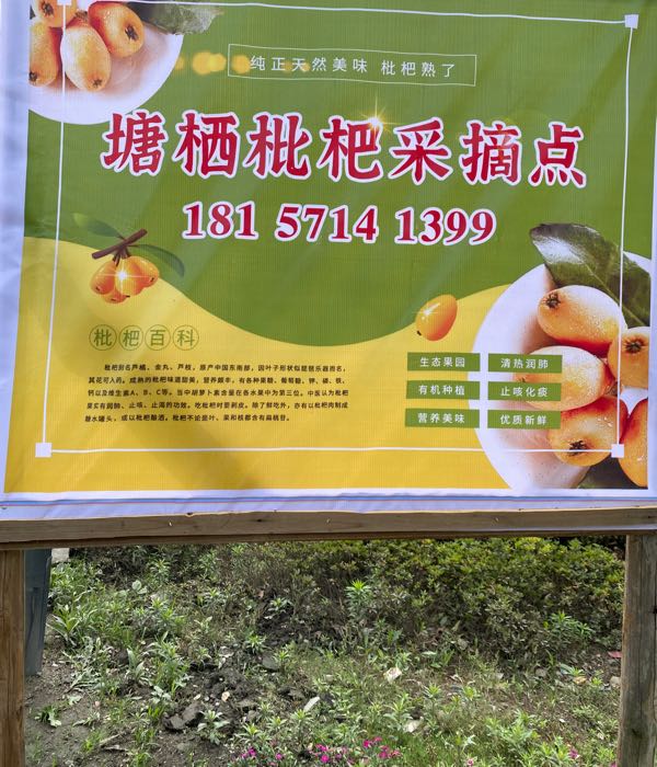 老沈塘栖枇杷