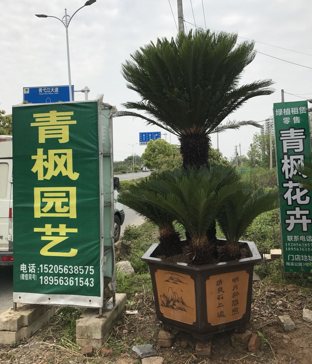 青枫园艺
