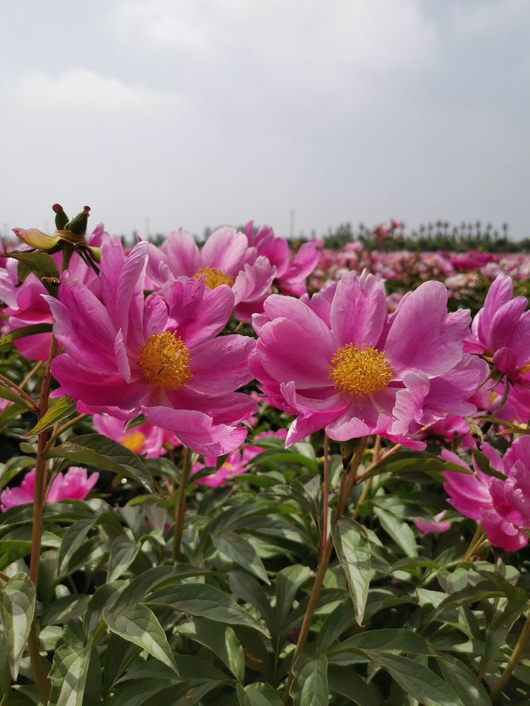 宁阳县天姿花果