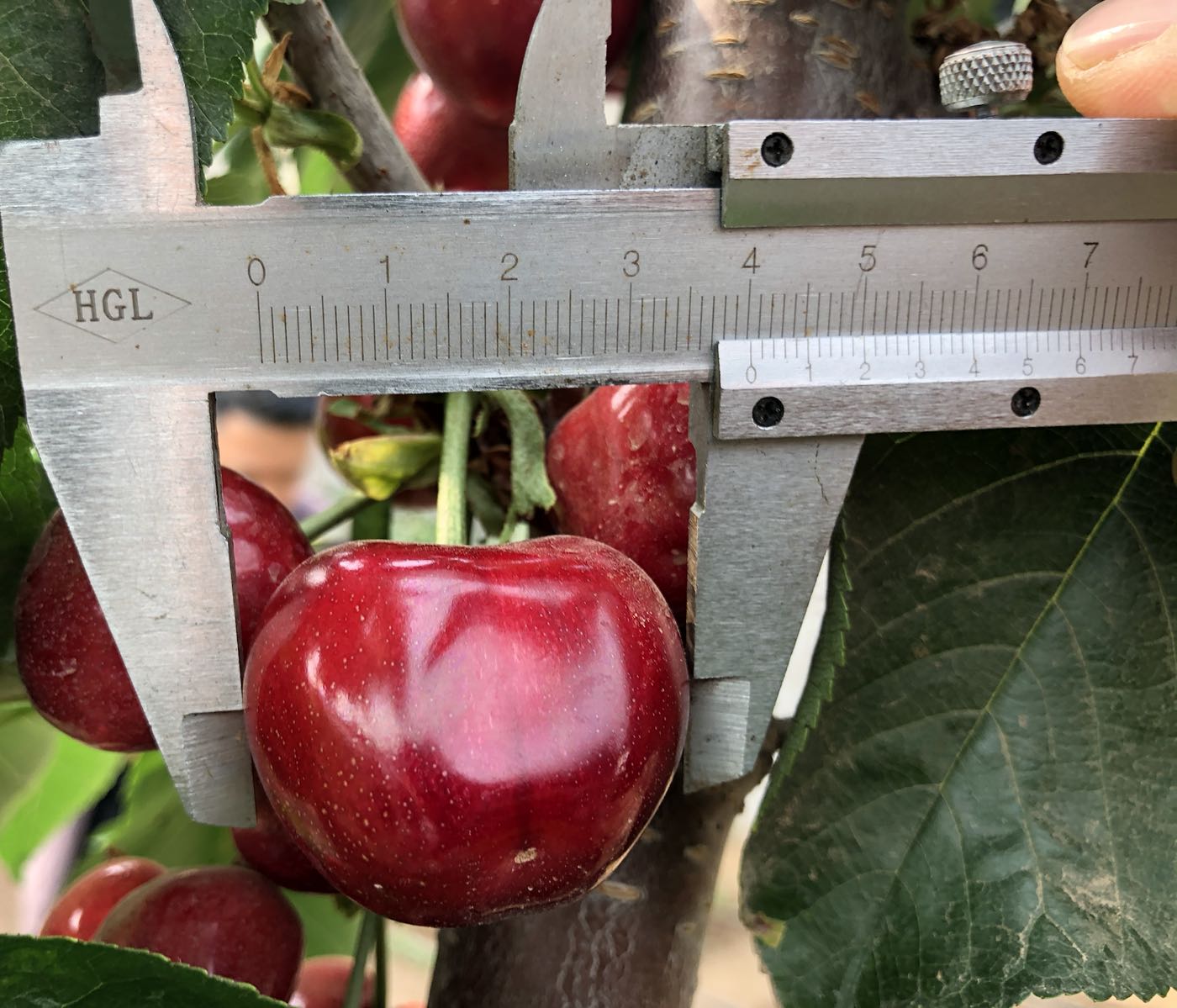 河北樱萃园农业科技有限公司