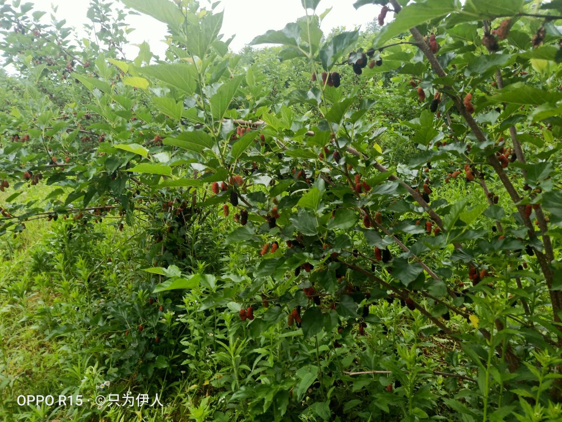 邵阳市邵东市木林村3组14号