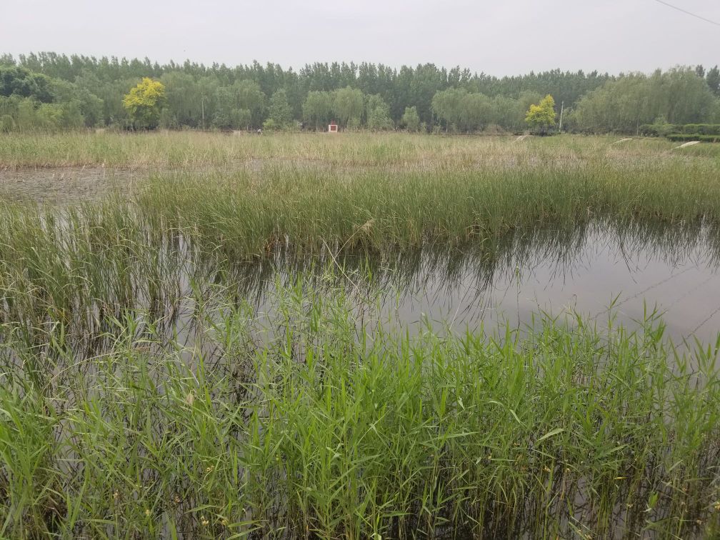 马减竖河湿地公园