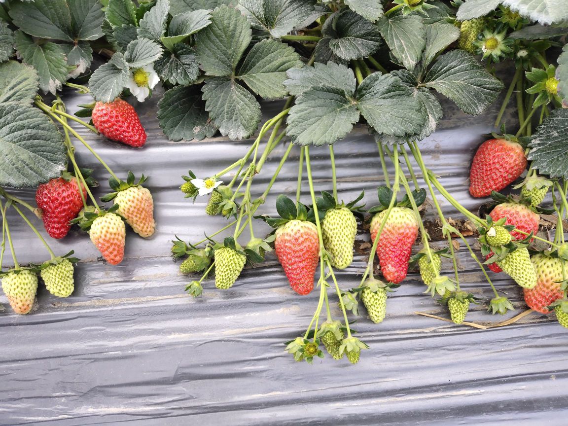 露天生态草莓园区