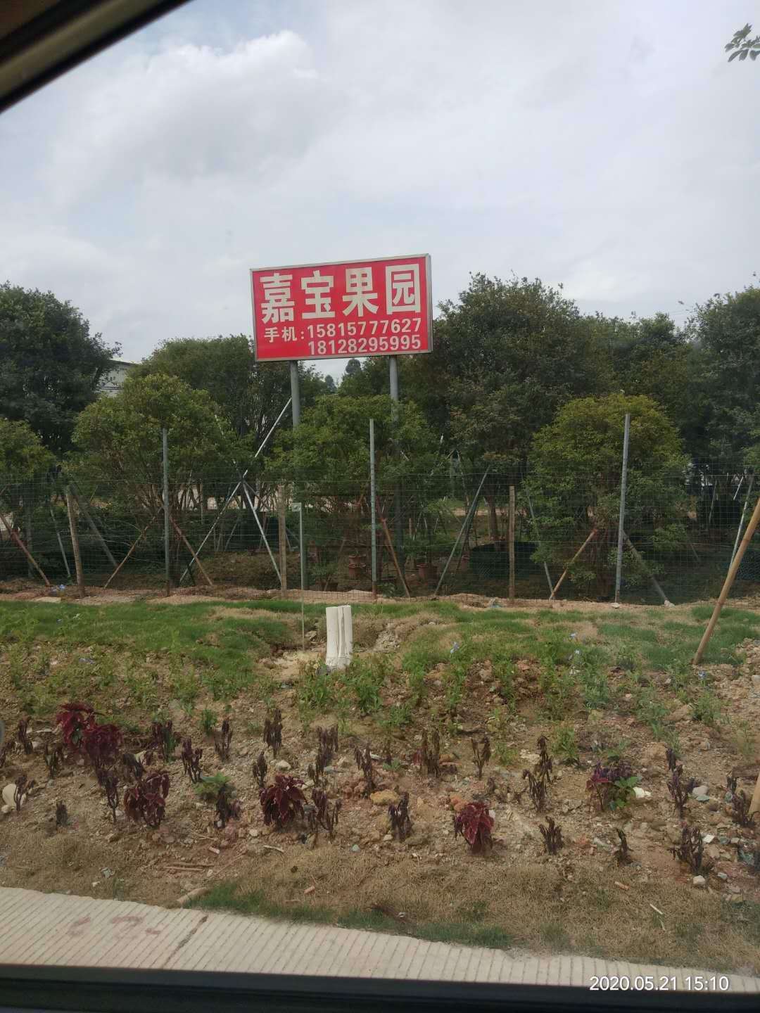 广州嘉宝果种植基地图片
