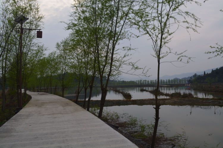 龙湾国家湿地公园鹊桥风光带湿地景区