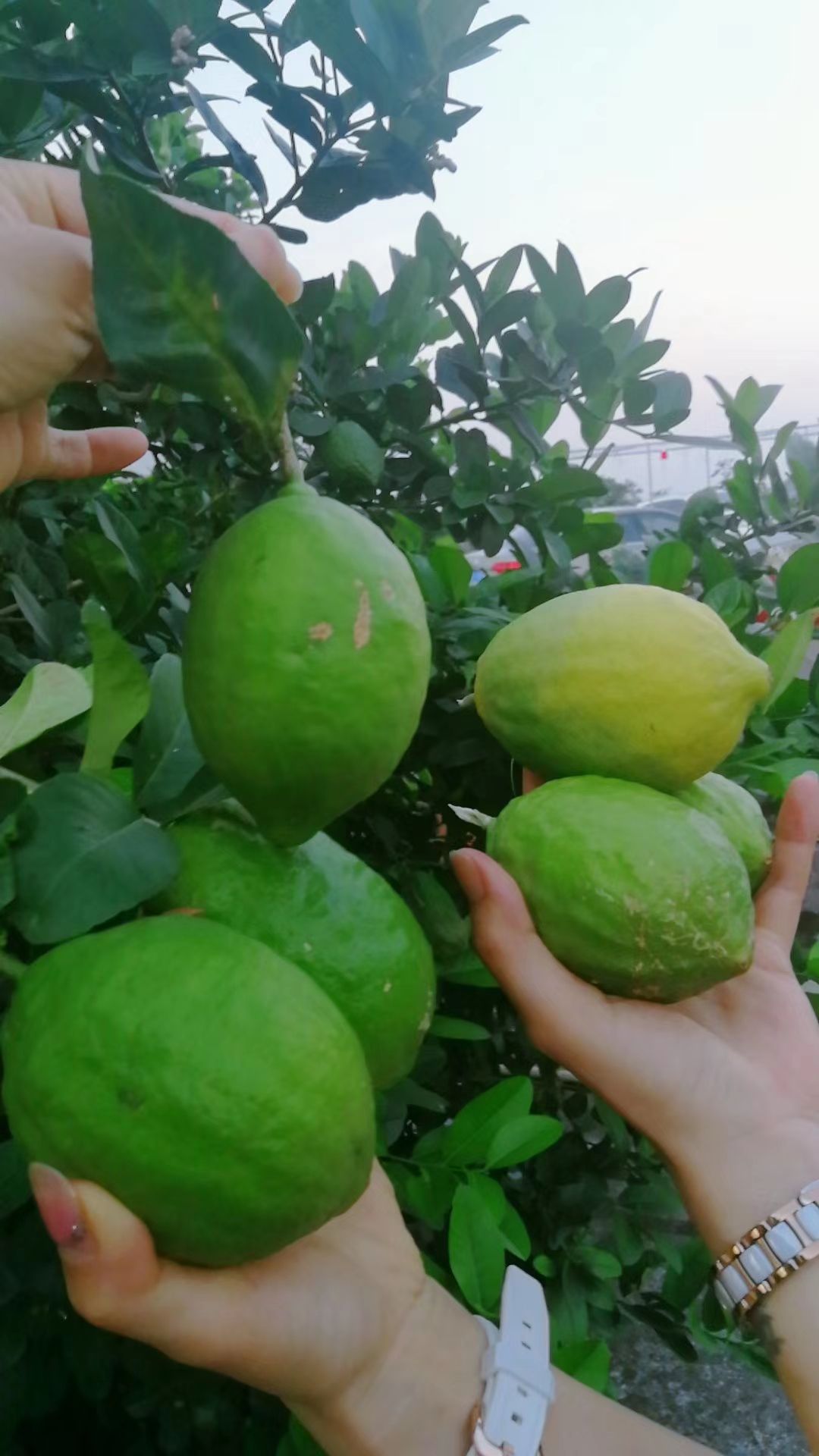 南国田园居农家乐