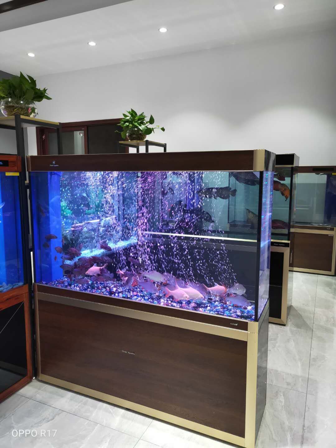 可丽爱水景馆(桔城大道店)