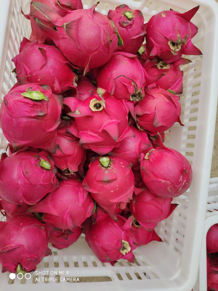 化州市红富水果种植农民专业合作社