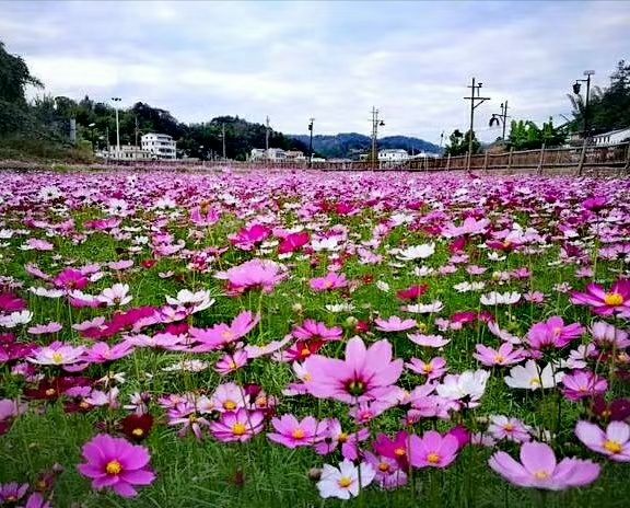 梅州市大埔县零零五县道