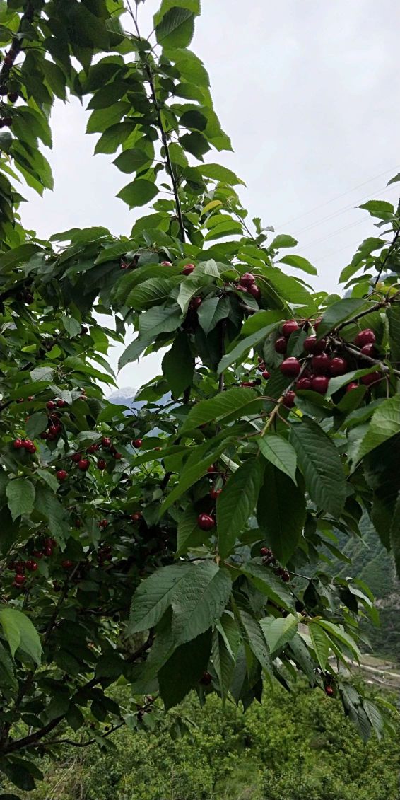 汶川县快乐山寨樱桃种植专业合作社