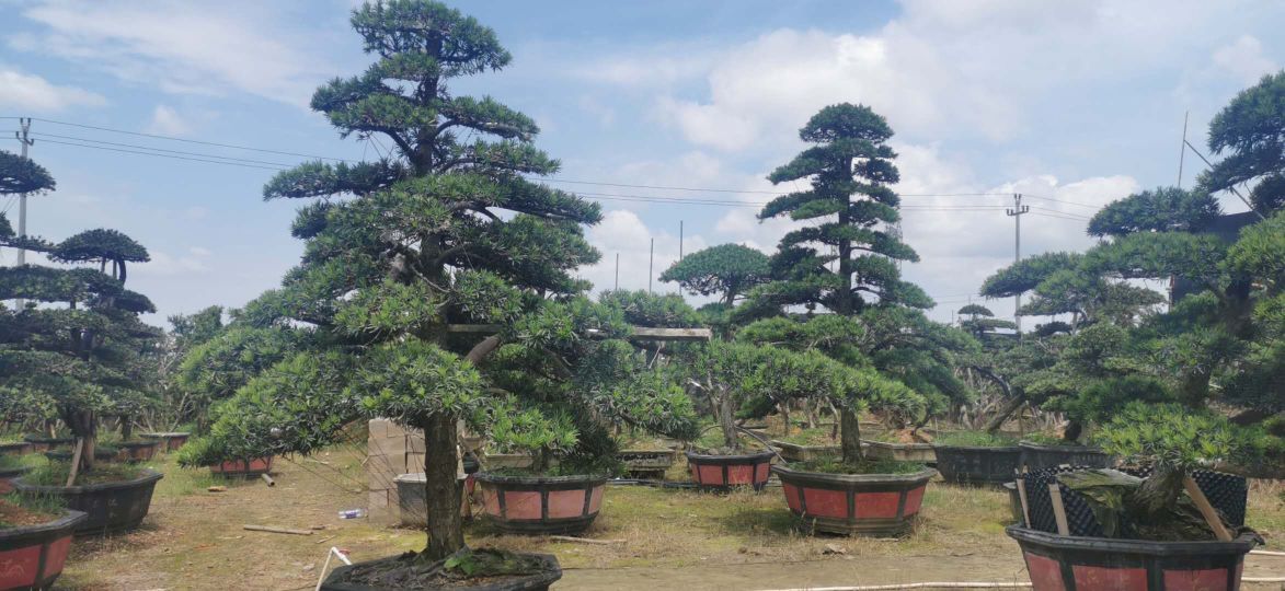 金华栩畅盆景园艺场(2号园)