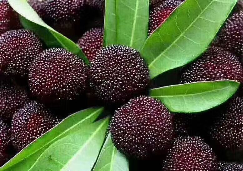 浙江新华百果缘