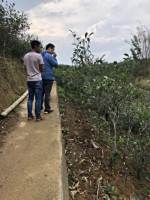 梅子箐锅底塘国梅茶叶基地