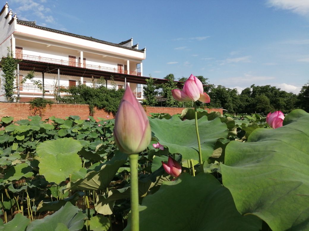 李佳小院