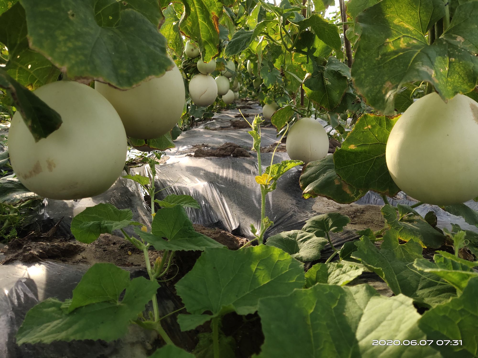 南珠甜瓜采摘园