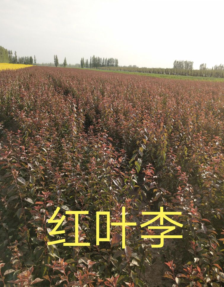 昌吉市新蕾苗圃