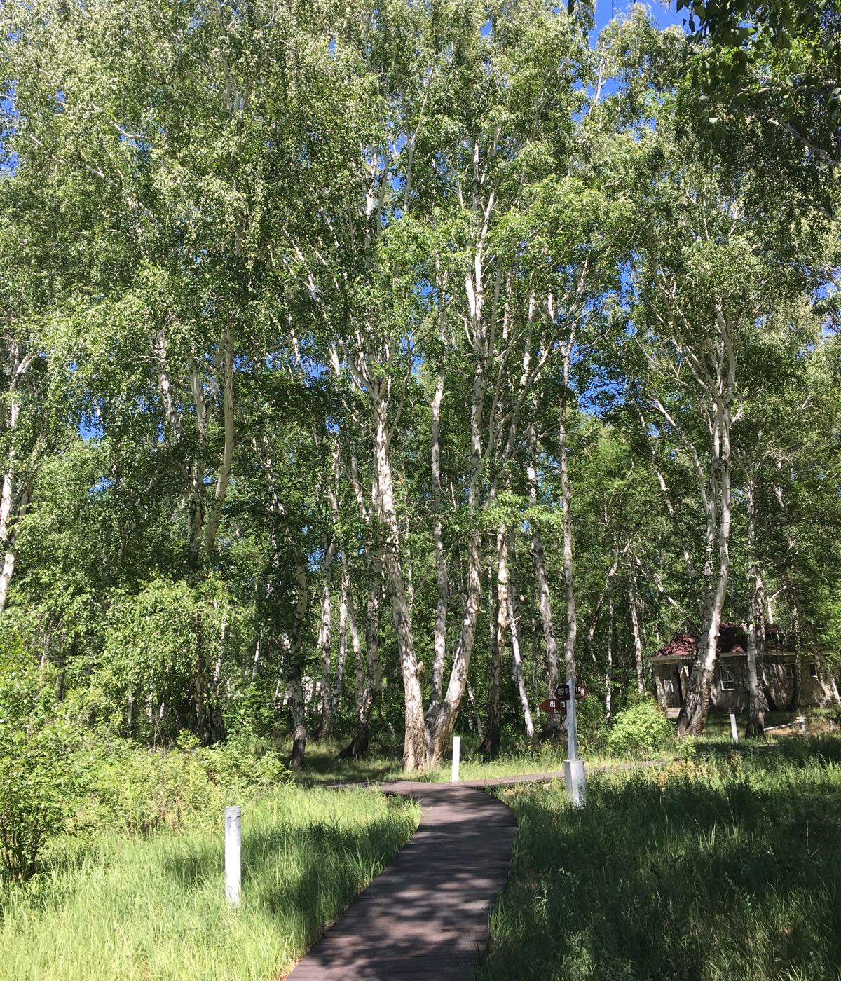 白桦园风景区