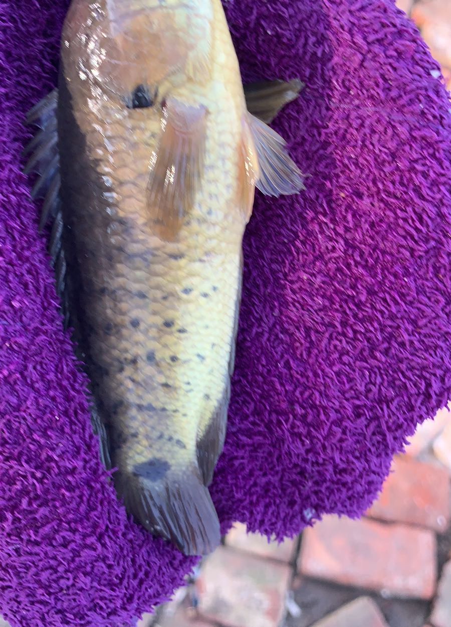 长陆休闲钓鱼场